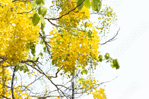 Golden shower bloom in sunshine day at thailand