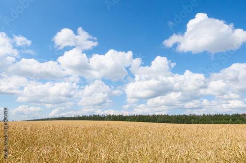 A wheat field  fresh crop of on a sunny day. Rural Landscape