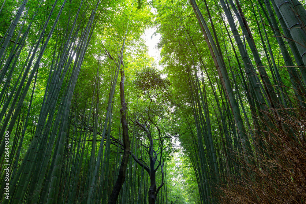bamboo forest walking path at Arashiyama, Kyoto - Japan. bamboo forest walking path at Arashiyama, Kyoto - Japan.