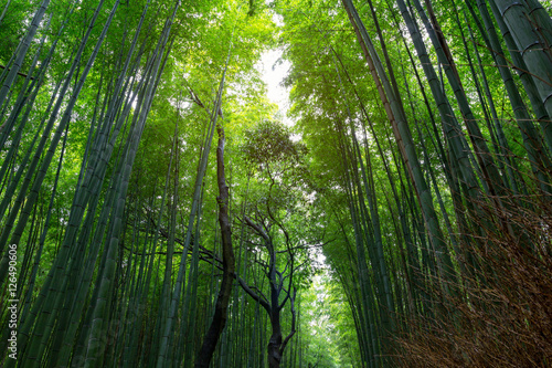 bamboo forest walking path at Arashiyama  Kyoto - Japan.