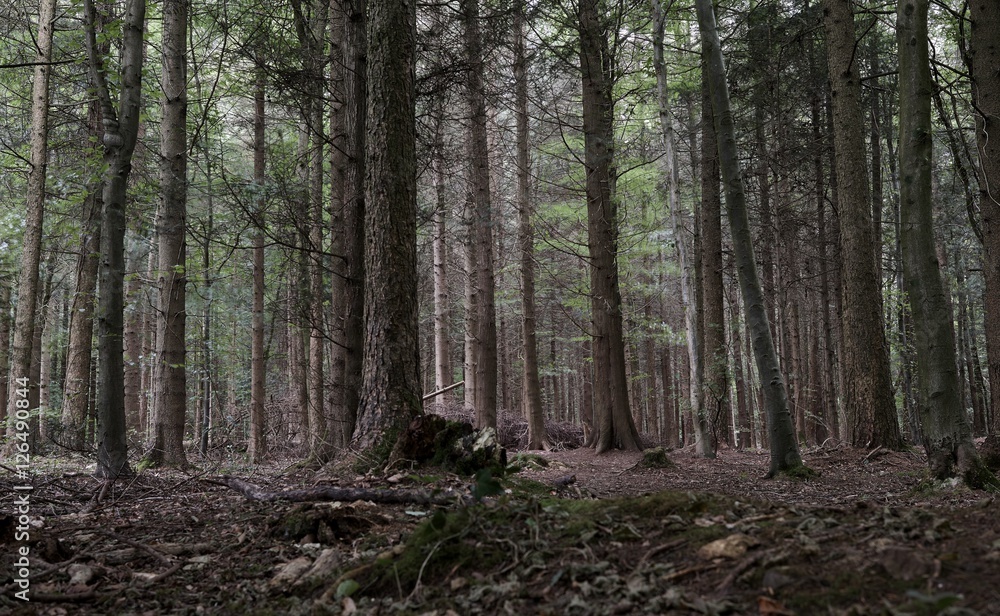 Obraz premium Desaturated tall forest trees