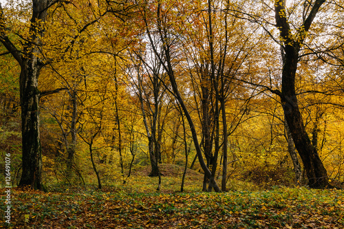 Yellow forest in autumn