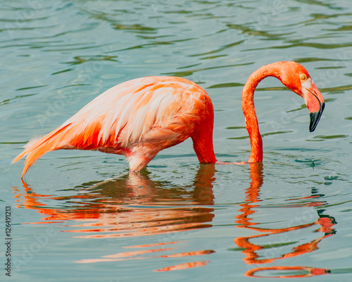 Flamingo feeding at Lake Gotomeer, Bonaire. photo
