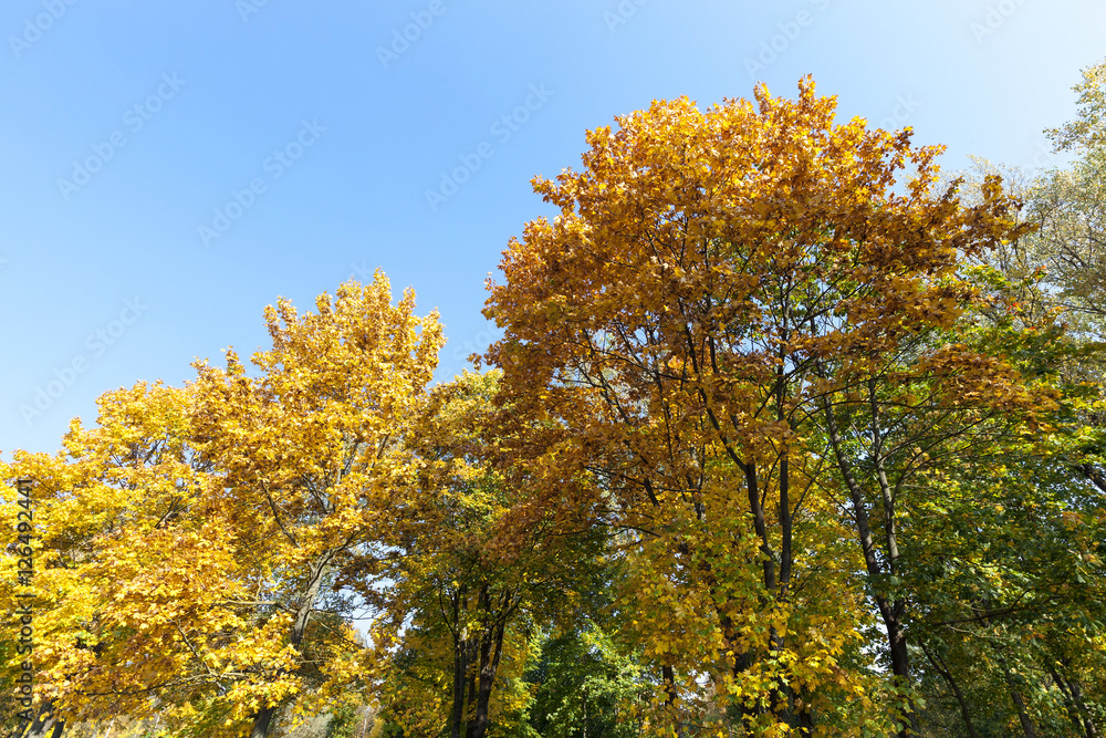 Maple Park in autumn