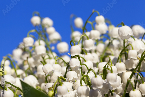 Forest lily of the valley close-up photo