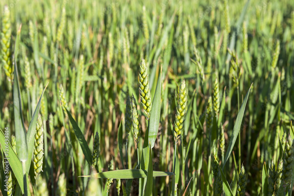 Obraz premium Field with cereal