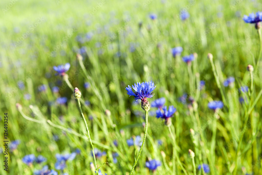 Field with cereal