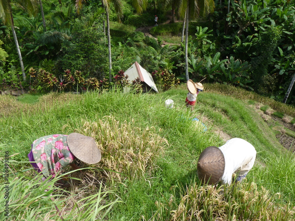Farmers harvesting rice in rural field, Tegalalang, Bali, Indonesia Farmers harvesting rice in rural field, Tegalalang, Bali, Indonesia