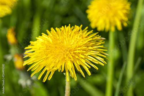 yellow dandelions in spring