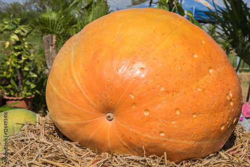 Giant pumpkins in farm
