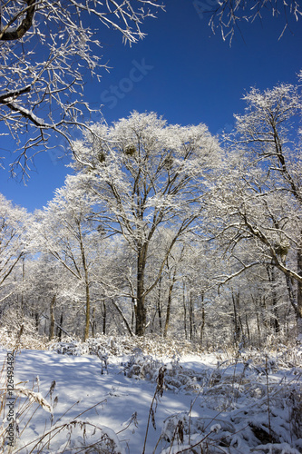 Wallpaper Mural Сказочный зимний лес после обильного снегопада Torontodigital.ca