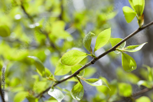 linden leaves, spring © rsooll