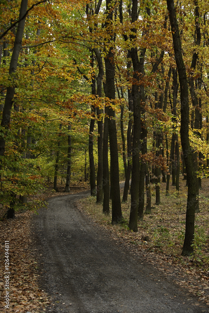 Fototapeta premium Trail through forest in Autumn