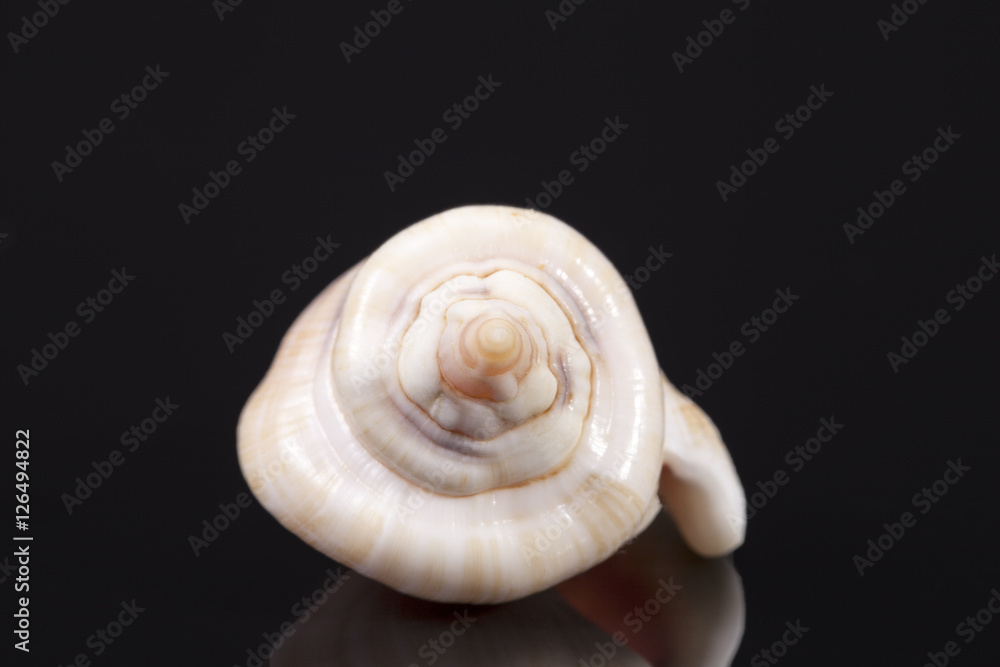 Single sea shell of marine snail isolated on black background Single sea shell of marine snail isolated on black background