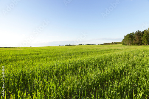 Field with cereal