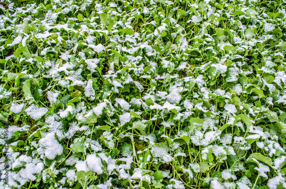First snow on green leaves. Beautiful illustration for the beginning of winter / green leaf on frozen branch in winter / Young leaf covered with april snow / Plant with leaves covered morning frost. First snow on green leaves. Beautiful illustration for the beginning of winter / green leaf on frozen branch in winter / Young leaf covered with april snow / Plant with leaves covered morning frost.