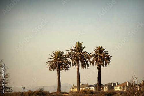 aged and  worn vintage phot of palm trees palm trees