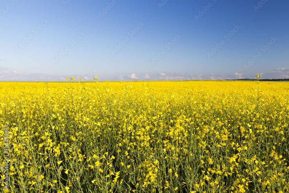 Fototapeta premium rzepak na żółto