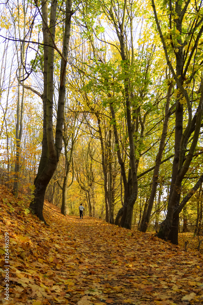 Fototapeta premium Herbstwald mit Jogger