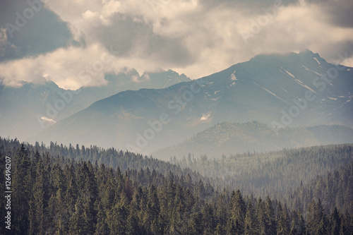 Mountain forest covered by fog