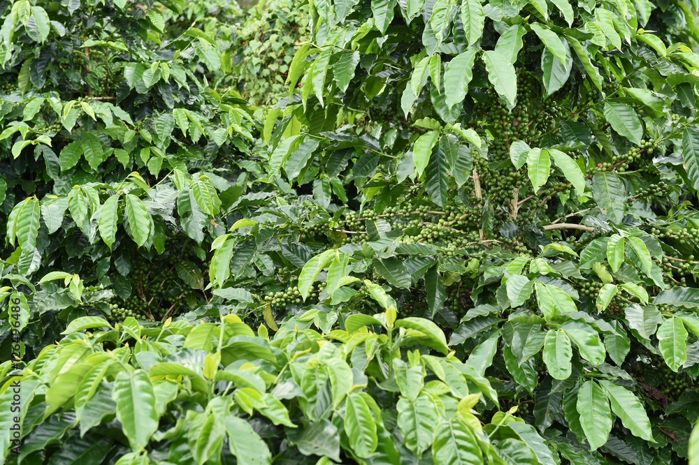 Green coffee beans on stem. Green coffee beans on stem.