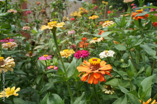 colorful on garden