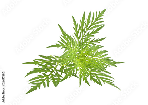 Ragweed plant in allergy season isolated on white background, co