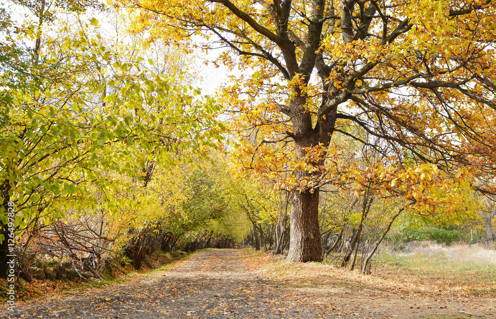 Fototapeta premium Kırsaldaki Yolun Sonbahar Manzarası