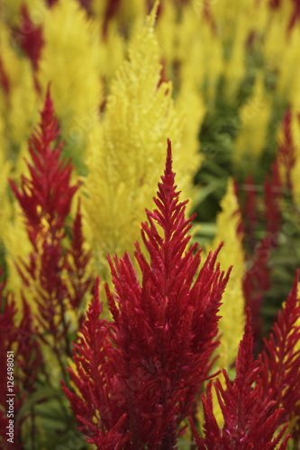 close up of red and yellow celosia plants