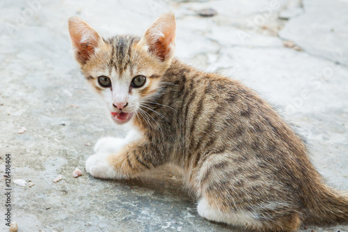 little cat sitting in one of towns.Thailand