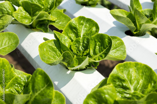 green cos lettuce salad in hidroponic farm