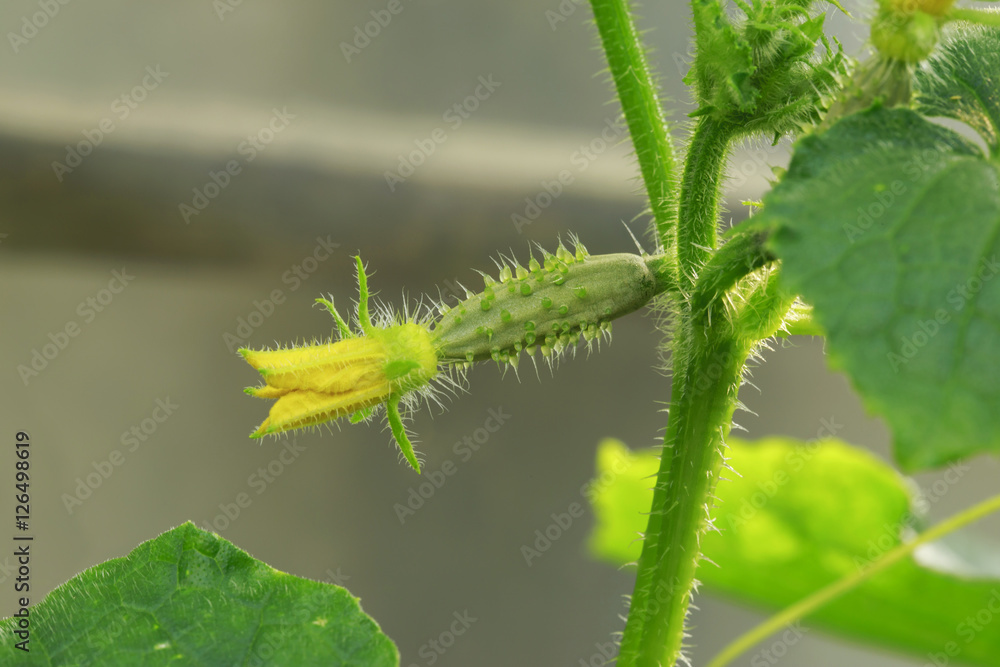 Yellow female flower of cucumber Yellow female flower of cucumber