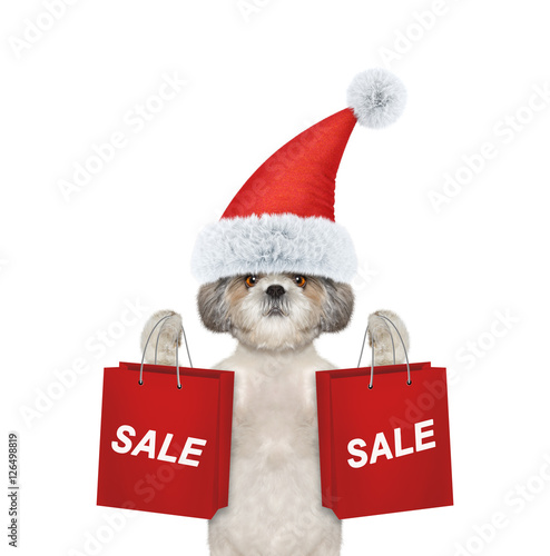 Wallpaper Mural Dog with christmas party dress hold up with shopping bag Torontodigital.ca