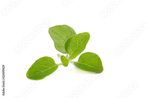 fresh Oregano herb on white background.