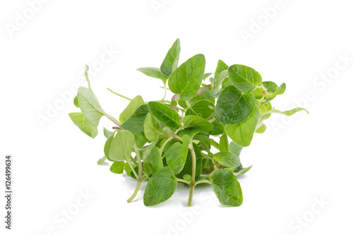 fresh Oregano herb on white background.