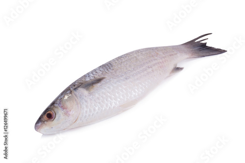 Grey Mullet or flathead mullet fish (Mugil cephalus) isolated on photo