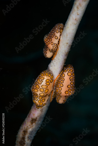 Flamingo Tongue snail (Cyphoma gibbosum) feed on a rod coral, Slagbaai, Bonaire Netherlands Antilles