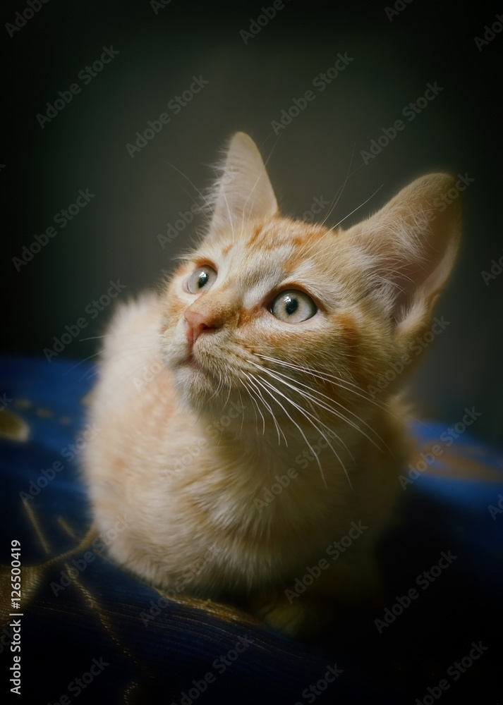 Рыжий трёхмесячный котёнок сидит подобрав под себя лапки и смотрит вверх.  Stock Photo | Adobe Stock