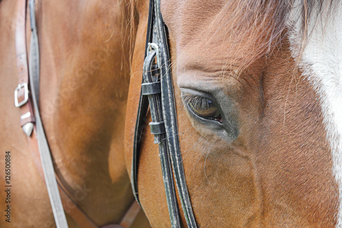 horse head close up shot