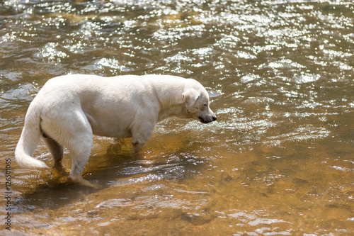 White dog drinking water in the river in Thailand