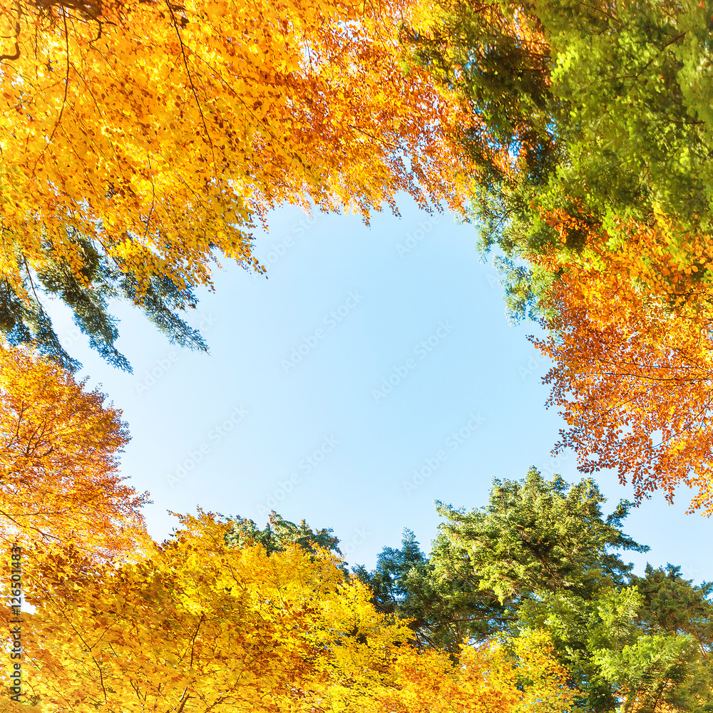 Fall in the forest with orange trees Fall in the forest with orange trees