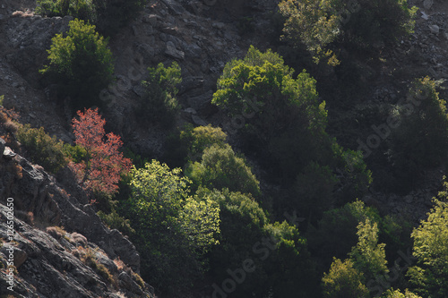 Vallée de la Restonica, montagne sauvage de Corse, France