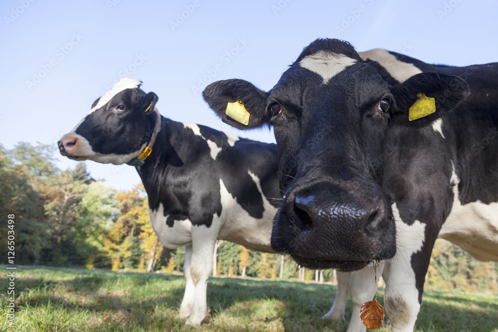 curious black and white cow in meadow curious black and white cow in meadow