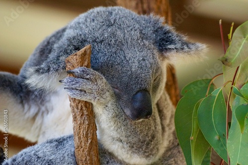 Photography sleepy Koala