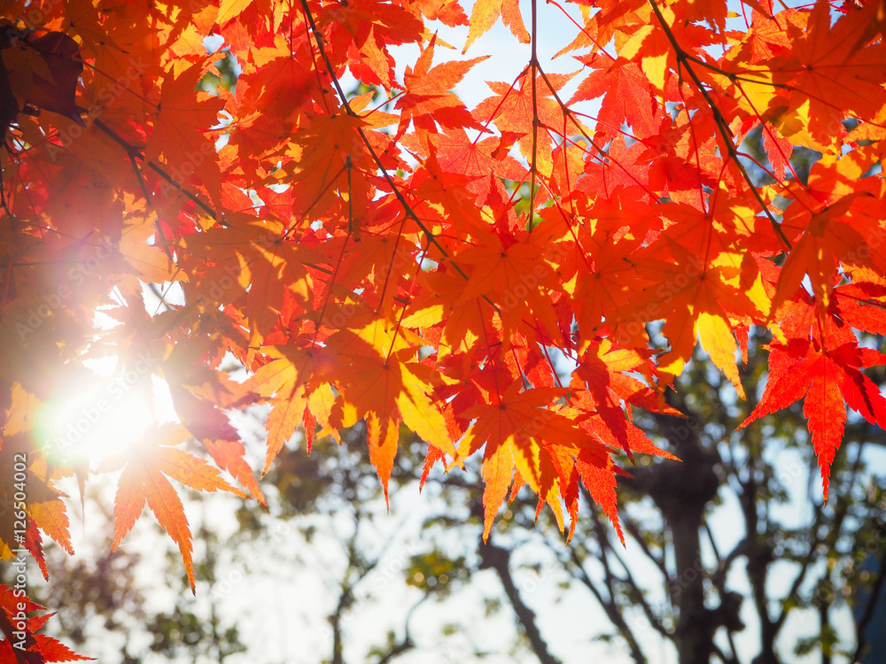 Red Japanese Maple leave in autumn for background Red Japanese Maple leave in autumn for background