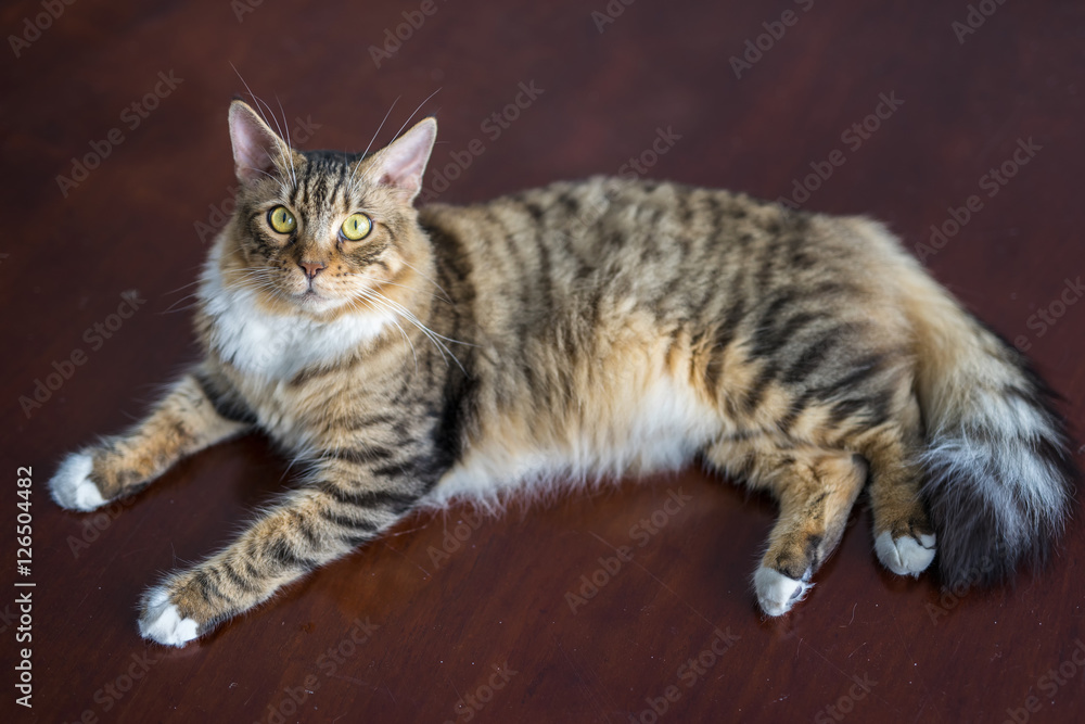 Naklejka premium Male mainecoon cat