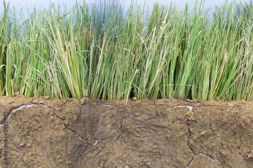 vetivar grass for preventing soil erosion photo