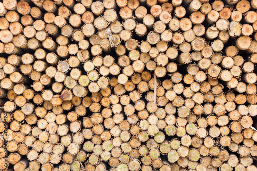 Eucalyptus trees for sale in construction work. Eucalyptus trees for sale in construction work.