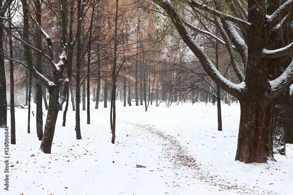 snowly forest. winter is coming. holidays near. winter background snowly forest. winter is coming. holidays near. winter background