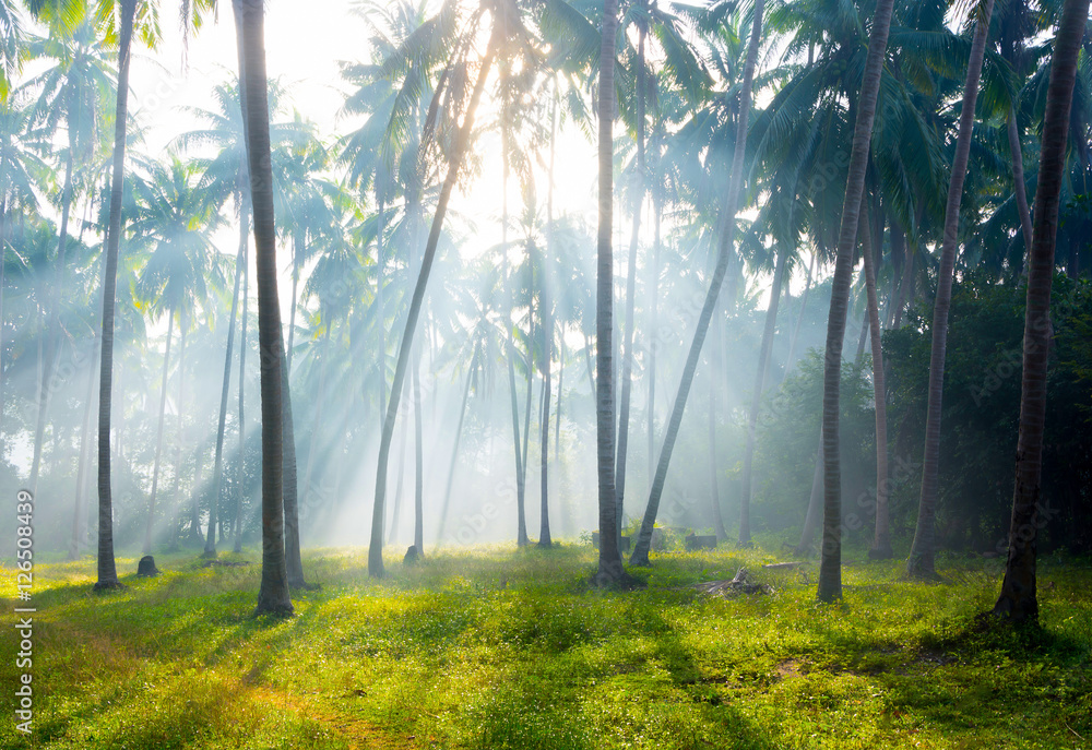 Fototapeta premium SUNRISING LIGHT THROUGH LEAVES AT COCONUT PALM TREES PLANTATION ON GRASSLAND